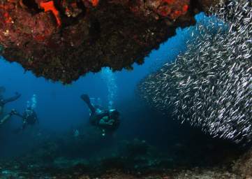 Buceo Chinchorro